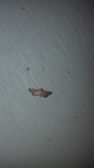 Samea multiplicalis