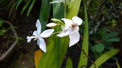 Spathoglottis micronesiaca