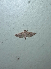 Samea multiplicalis