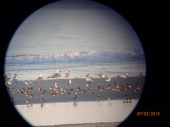 Calidris alpina