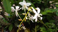 Spathoglottis micronesiaca