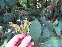 Burmeistera multiflora