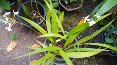 Spathoglottis micronesiaca