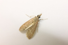 Syntonarcha iriastis