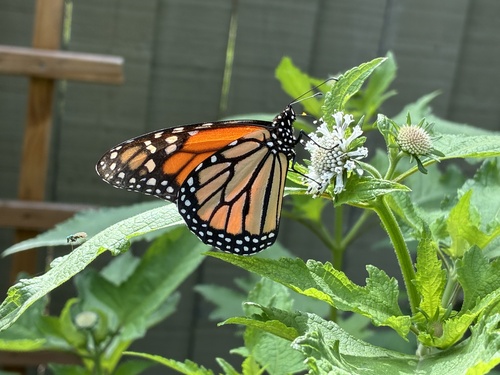 Monarch Butterfly