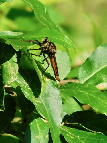 Eastern Red-tailed Marauder photo 5