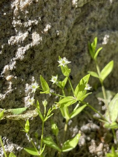 Stellaria calycantha iNat (2)