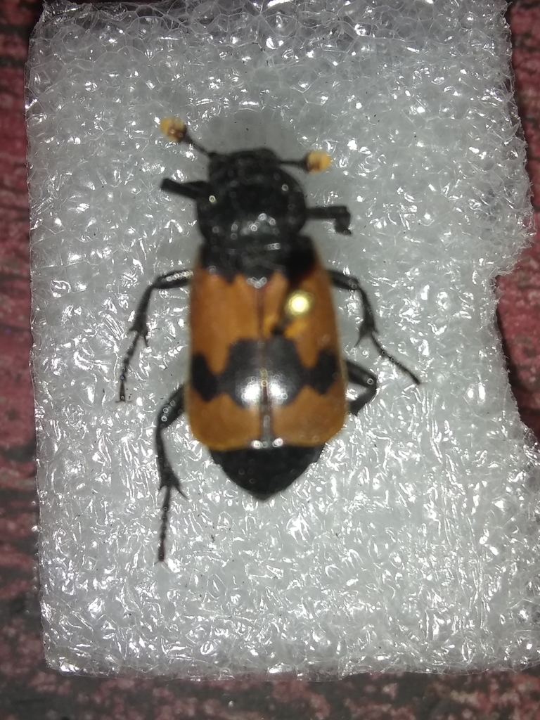Nicrophorus olidus