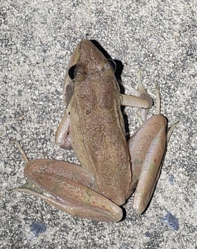 Zhenhai Brown Frog