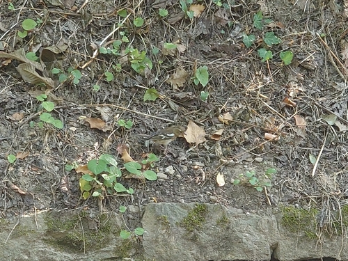 Common Chaffinch