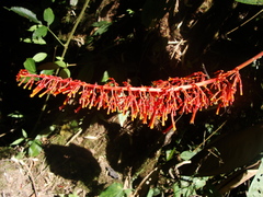 Palicourea sodiroi
