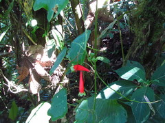 Tropaeolum adpressum