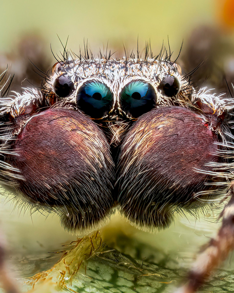 Marpissa milleri