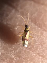 Tupiocoris