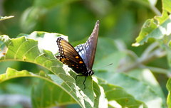 Limenitis arthemis arizonensis