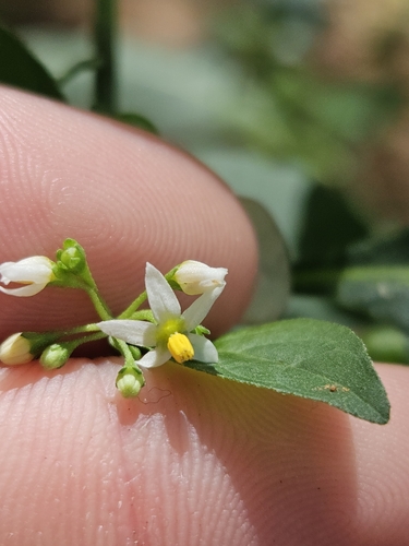 American black nightshade