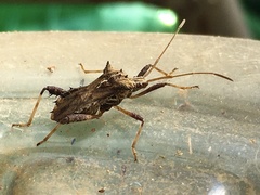 Clavigralloides acantharis