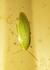 Panchlora nivea