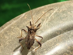 Clavigralloides acantharis