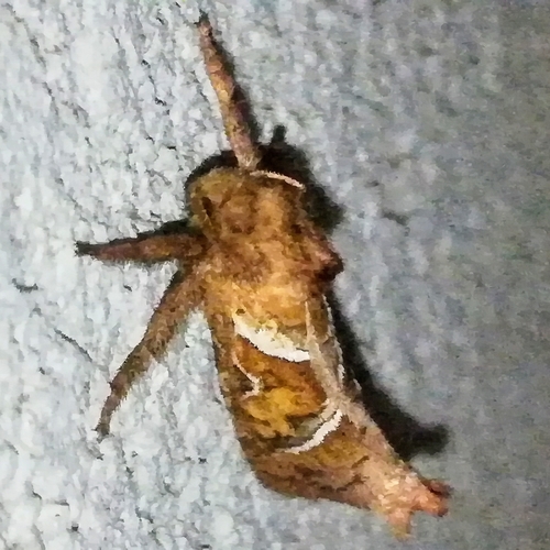 Orange Swift photo 3