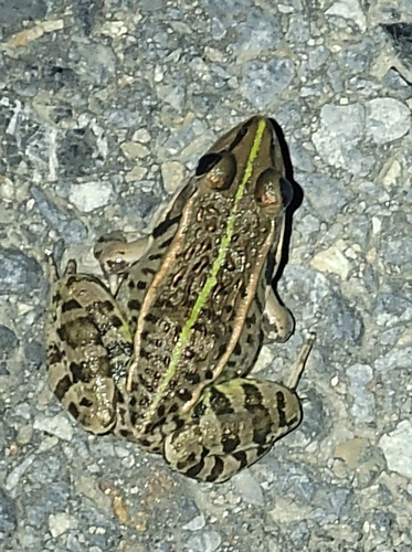 Black-spotted Frog
