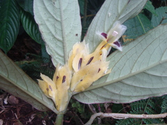 Columnea picta