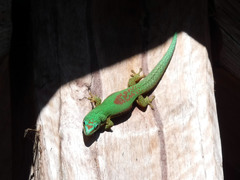 Phelsuma lineata