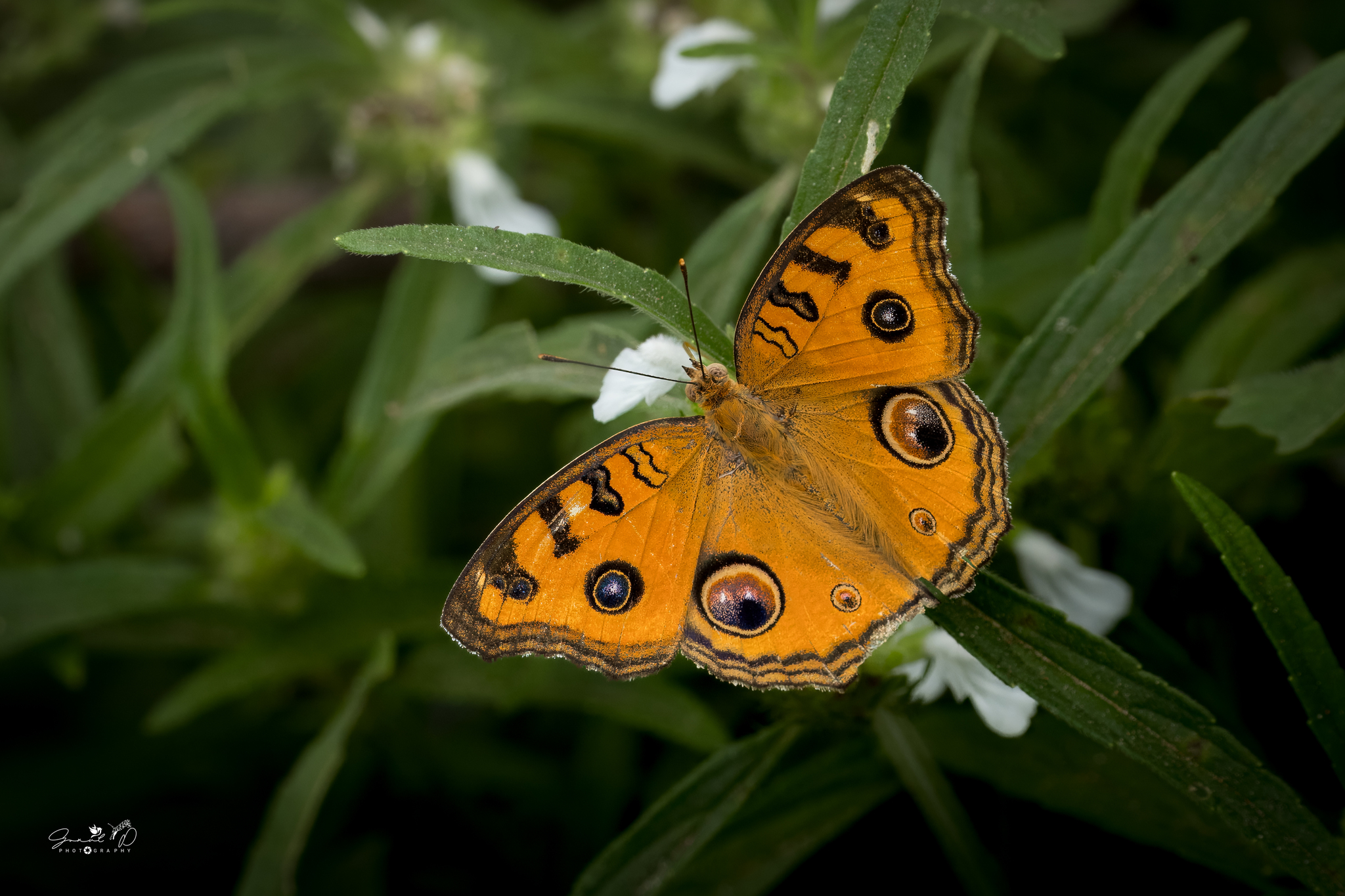Peacock Pansy