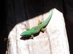 Phelsuma lineata
