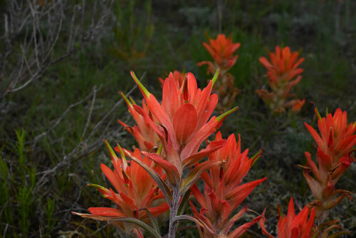 Desert Paintbrush (Castilleja integra)