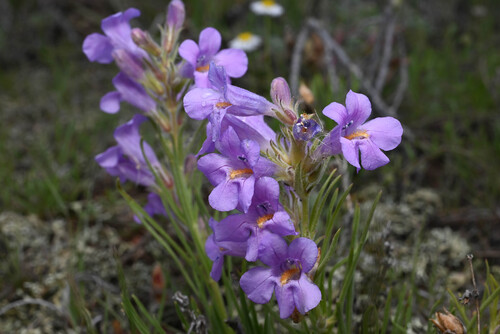 Colorado Beardtongue (Penstemon auriberbis)
