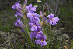 Penstemon auriberbis, photograph (c) Anders Hastings, some rights reserved (CC BY)