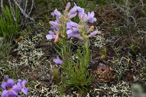 Penstemon auriberbis, photograph 3