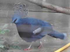 Argusianus argus argus