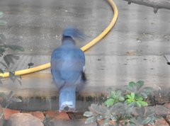 Argusianus argus argus