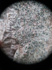 Cresponea chloroconia