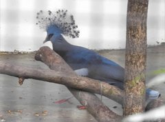 Argusianus argus argus