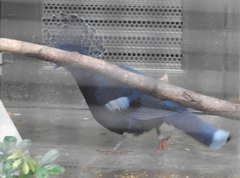 Argusianus argus argus