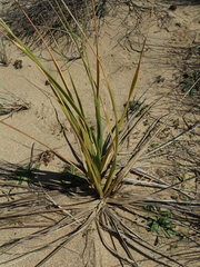 Austroderia splendens