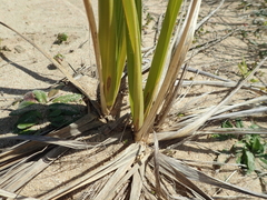 Austroderia splendens
