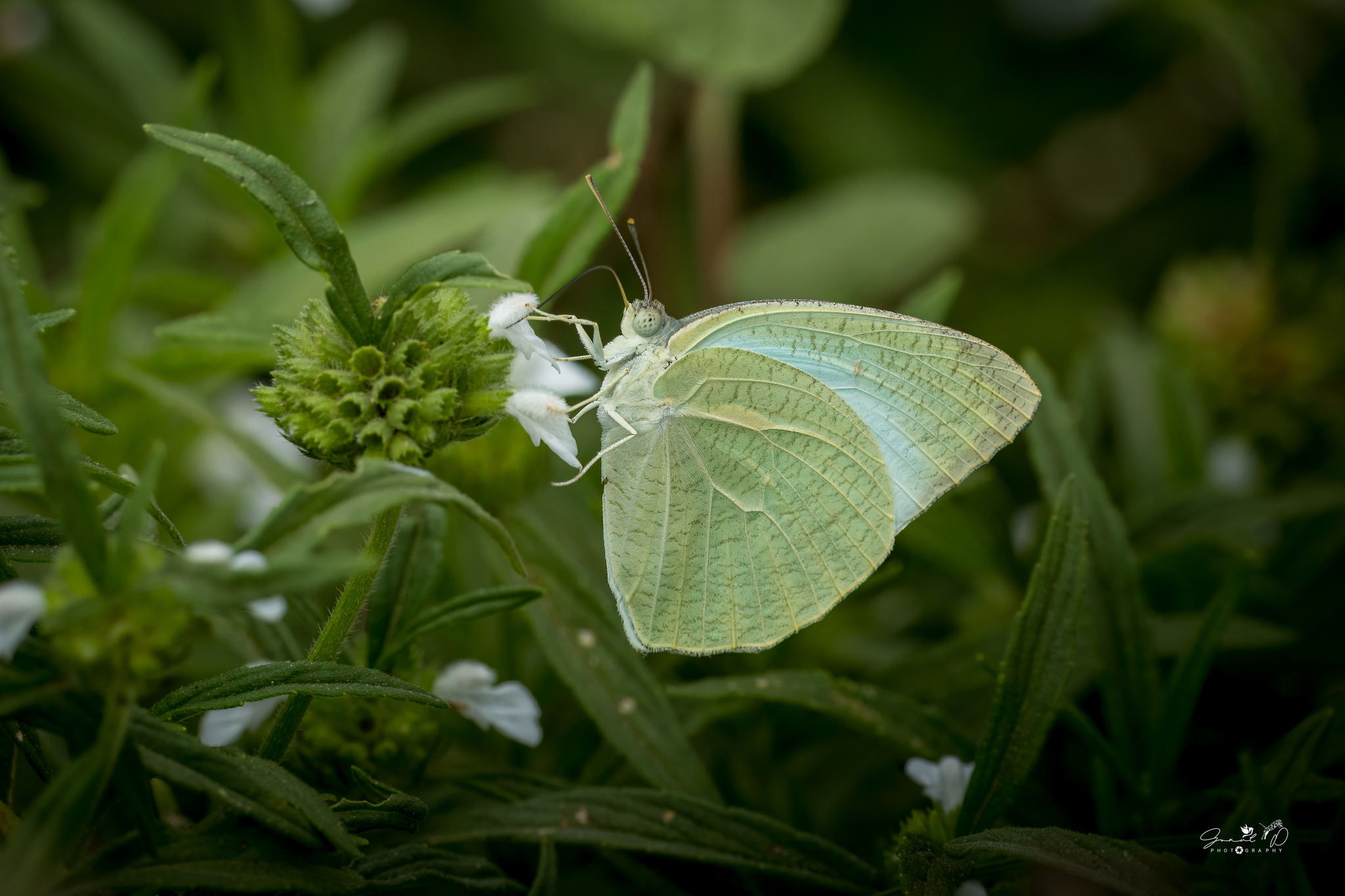 Mottled Emigrant