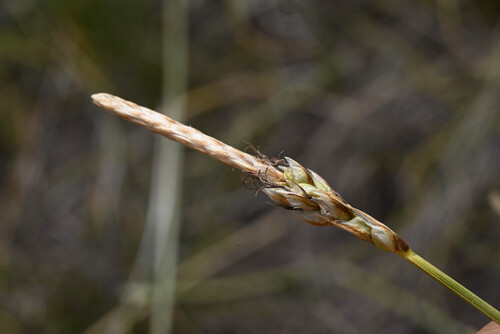 Grassyslope Sedge (Carex oreocharis)