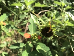 Helianthus debilis image