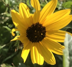Helianthus debilis image