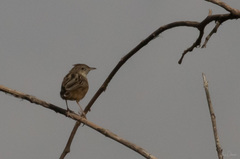 Cisticola juncidis