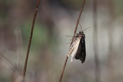 Actebia fennica