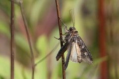 Actebia fennica
