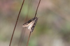 Actebia fennica