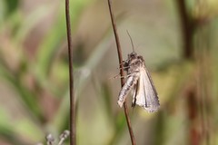 Actebia fennica