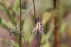 Actebia fennica